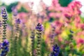 Spring time flowers in a garden