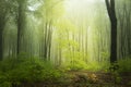 Spring time in fogy forest Royalty Free Stock Photo