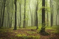 Spring time in fogy forest Royalty Free Stock Photo