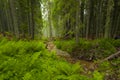 Spring time in fogy forest Royalty Free Stock Photo