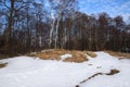 Spring time forest landscape. Various trees on the forest glade over a clean blue sky. Snow is melting, showing last year grass Royalty Free Stock Photo