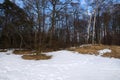 Spring time forest landscape. Various trees on the forest glade over a clean blue sky. Snow is melting, showing last year grass Royalty Free Stock Photo