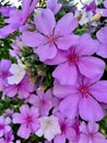 Spring time with full blooming manaca pink flowers (Tibouchina mutabilis)