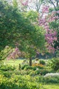Visible blooming decorative apple tree with pink flowers