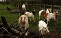 Spring time Goats playing Royalty Free Stock Photo