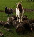 Spring time Goats playing Royalty Free Stock Photo