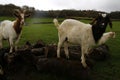 Spring time Goats playing Royalty Free Stock Photo