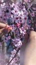 Spring time greeting concept. Child ties red and white thread on flowering tree. Martenitsa, Baba Marta day, 1st march