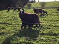 Spring time lambing Royalty Free Stock Photo