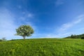 Spring time landscape with isolated tree Royalty Free Stock Photo