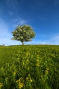 Spring time landscape with isolated tree Royalty Free Stock Photo