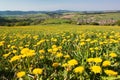 Spring time and meadow with common dandelion