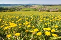 Spring time and meadow with common dandelion