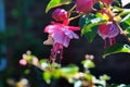 Spring time in Melbourne, with amazing fuschias starting to flower Royalty Free Stock Photo