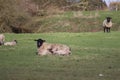 Spring time mother and baby lambs in farmers field Royalty Free Stock Photo