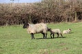 Spring time mother and baby lambs in farmers field Royalty Free Stock Photo