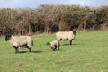 Spring time mother and baby lambs in farmers field Royalty Free Stock Photo