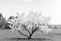 Spring time in nature with blooming trees. Blossoming cherry sakura tree and apple tree on a green field with a blue sky and Royalty Free Stock Photo