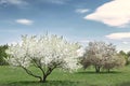 Spring time in nature with blooming trees. Blossoming cherry sakura tree and apple tree on a green field with a blue sky and Royalty Free Stock Photo