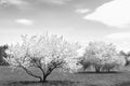 Spring time in nature with blooming trees. Blossoming cherry sakura tree and apple tree on a green field with a blue sky and Royalty Free Stock Photo