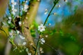 Spring time nature vivid colorful photography of blooming flower on tree branches with blurred background Royalty Free Stock Photo