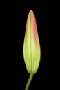 Spring time Oriental Lily bud flower Royalty Free Stock Photo