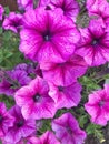 Pink Petunias