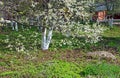 Spring time in a park - blooming cherry tree Royalty Free Stock Photo