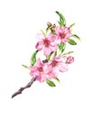 Spring time pink flowers. Cherry, apple, sakura blossom floral branch. Watercolour Royalty Free Stock Photo