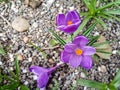 Spring time purple Tulips blooming in the front yard. April 2019 Royalty Free Stock Photo
