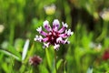 Violet Wildflower in Bloom