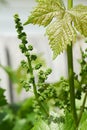 A young Muscat grape bunch flowering in a spring garden.