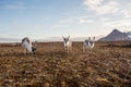 Reindeer on tundra Royalty Free Stock Photo