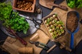 Spring time, replanting plants - herbs, flowers and plants in pots, green garden on a balcony Royalty Free Stock Photo