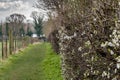 Spring time rural scene of a blossoming hedgerow seen adjacent to a grassy path and a farm fence.