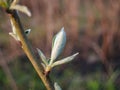 Spring time scene in park. First green leaves, tree twig macro view, selective focus. . Spring morning Royalty Free Stock Photo