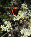 Red Admiral butterfly - Vanessa atalanta on a Blackthorn bush. Portugal. Royalty Free Stock Photo