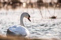 Spring Time Swan in Sunset Lake