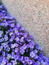 Little purple spring flowers