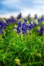 Spring time in Texas, field with blooming blue bonnets Royalty Free Stock Photo