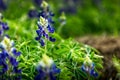 Spring time in Texas, field with blooming blue bonnets Royalty Free Stock Photo