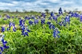 Spring time in Texas, field with blooming blue bonnets Royalty Free Stock Photo