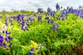 Spring time in Texas, field with blooming blue bonnets Royalty Free Stock Photo
