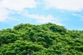 Spring time, top of large Eastindian walnut, Raintree or Samanea saman green tree with blue sky and clouds background