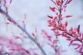 Beautiful pink yucca flowers about to bloom