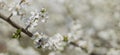 Spring time tree blooming natural scenic view concept photography of white flower on a branch with outdoor garden blurred Royalty Free Stock Photo