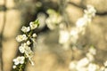 Spring time tree blooming natural scenic view concept photography of white flower on a branch with outdoor garden blurred Royalty Free Stock Photo