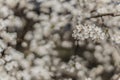 Spring time tree blooming natural scenic view concept photography of white flower on a branch with outdoor garden blurred Royalty Free Stock Photo