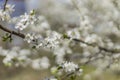 Spring time tree blooming natural scenic view concept photography of white flower on a branch with outdoor garden blurred Royalty Free Stock Photo