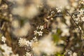 Spring time tree blooming natural scenic view concept photography of white flower on a branch with outdoor garden blurred Royalty Free Stock Photo